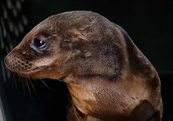 Sea lion