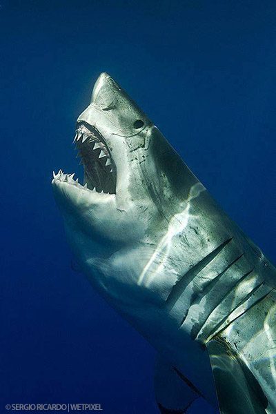 Great white shark on Wetpixel