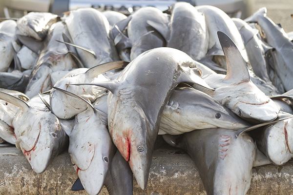 Illegal shark fishing on Wetpixel