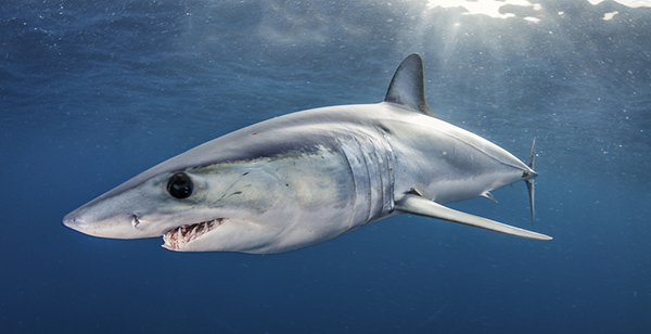 Shortfin mako on Wetpixel