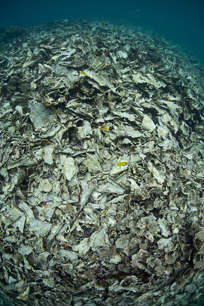 Coral bleaching on Wetpixel