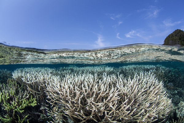 Coral bleaching on Wetpixel