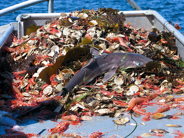 State of the Oceans on Wetpixel