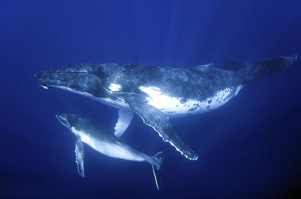 Humpback on Wetpixel