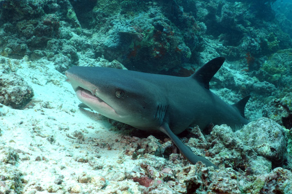 Sipadan shark