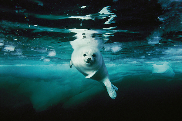 Smithsonian exhibition on Wetpixel