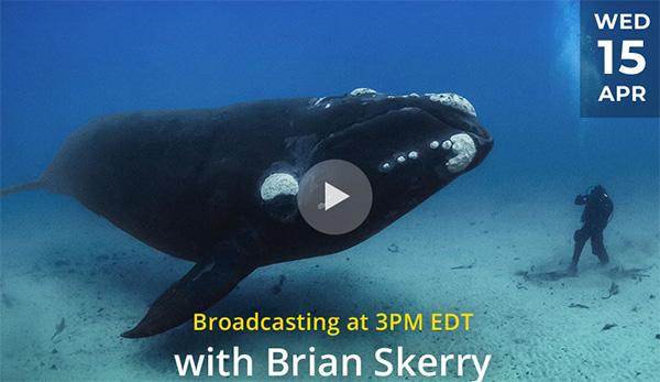 Brian Skerry on Wetpixel