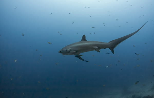 Thresher shark on Wetpixel