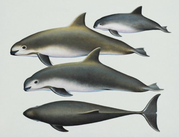 Vaquita