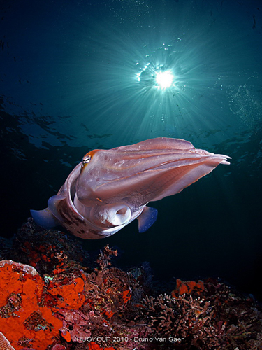 Wide angle winner - Bruno Van Saen.