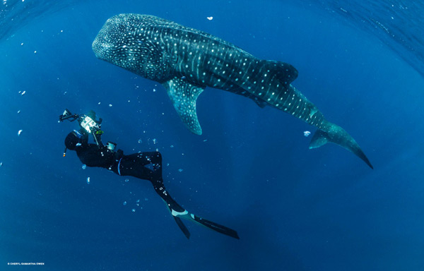 Whaleshark