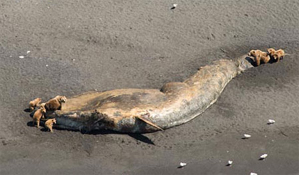 Whale carcass