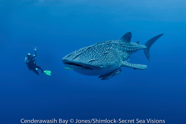 whaleshark