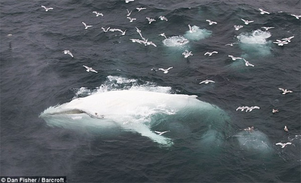 White whale