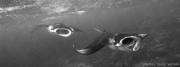 Manta Rays in Yap, Micronesia